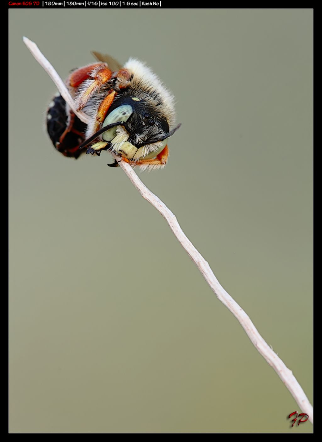 Eucera? No,  Apidae Megachilinae