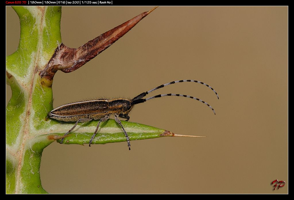 Da Identificare: Agapanthia suturalis (cf.)