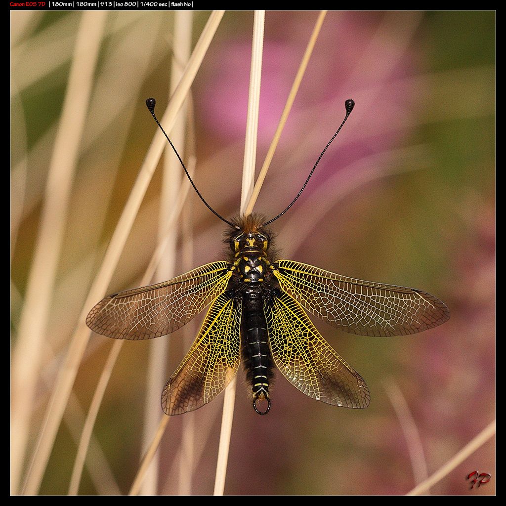 Libelloides siculus