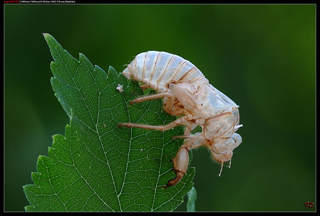 Exuvia di cicala: Sicilia