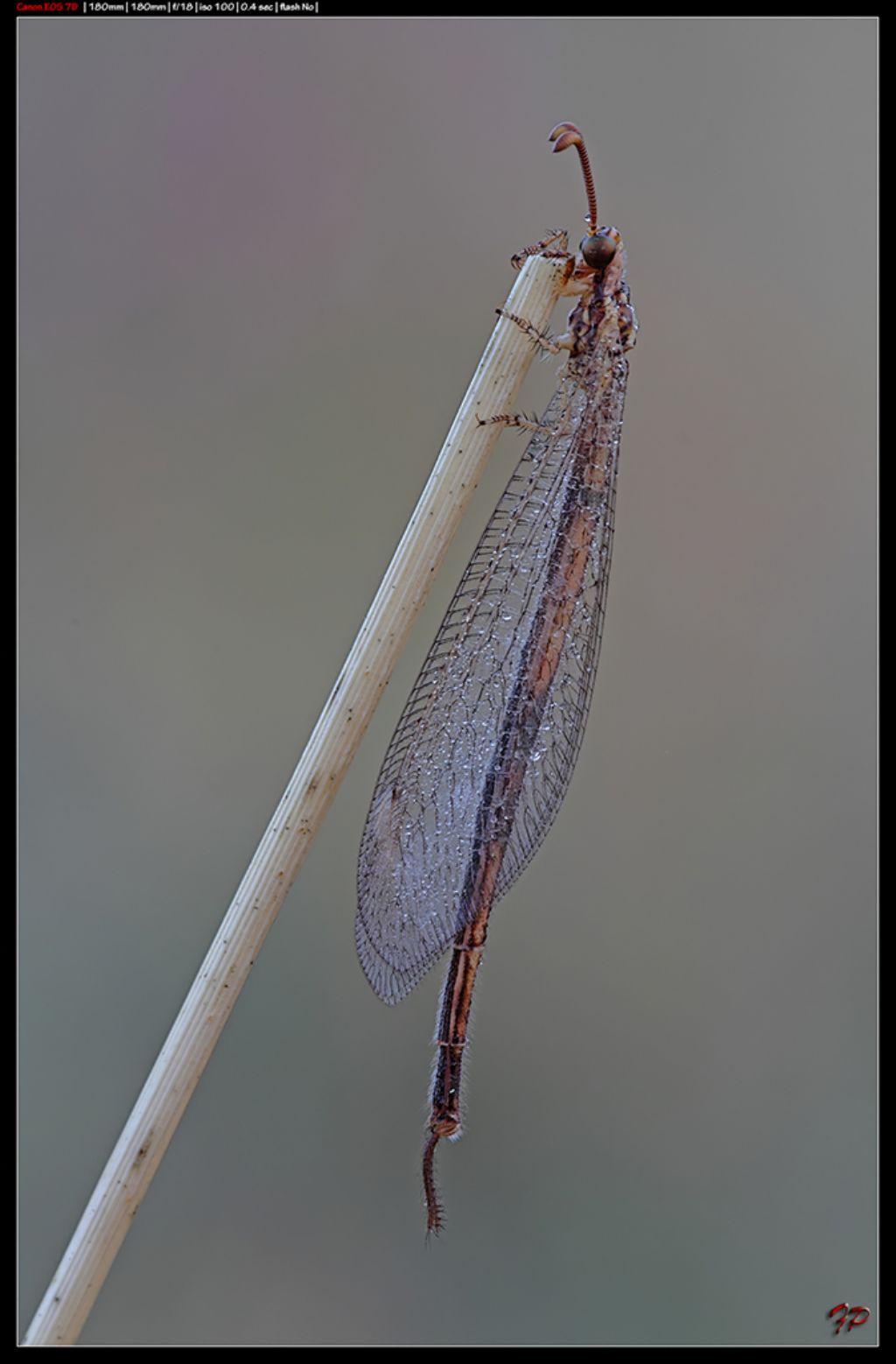 Macronemurus appendiculatus (Myrmeleontidae)