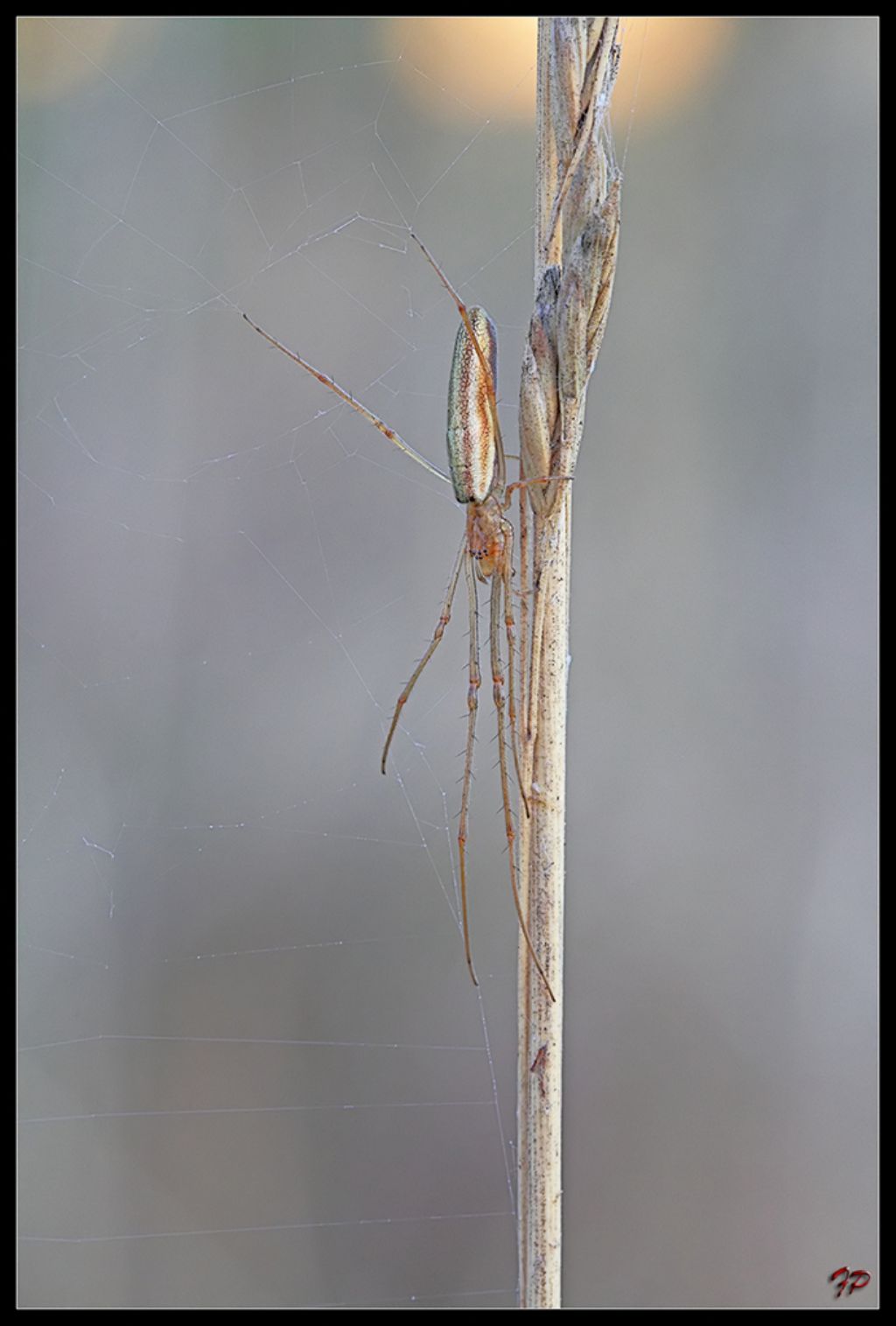 Tetragnatha sp. - Piana degli Albanesi (PA)