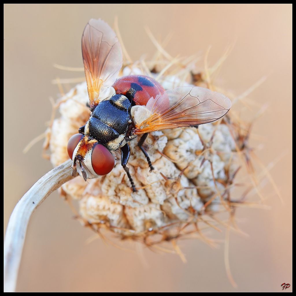 Gymnosoma sp., Tachinidae