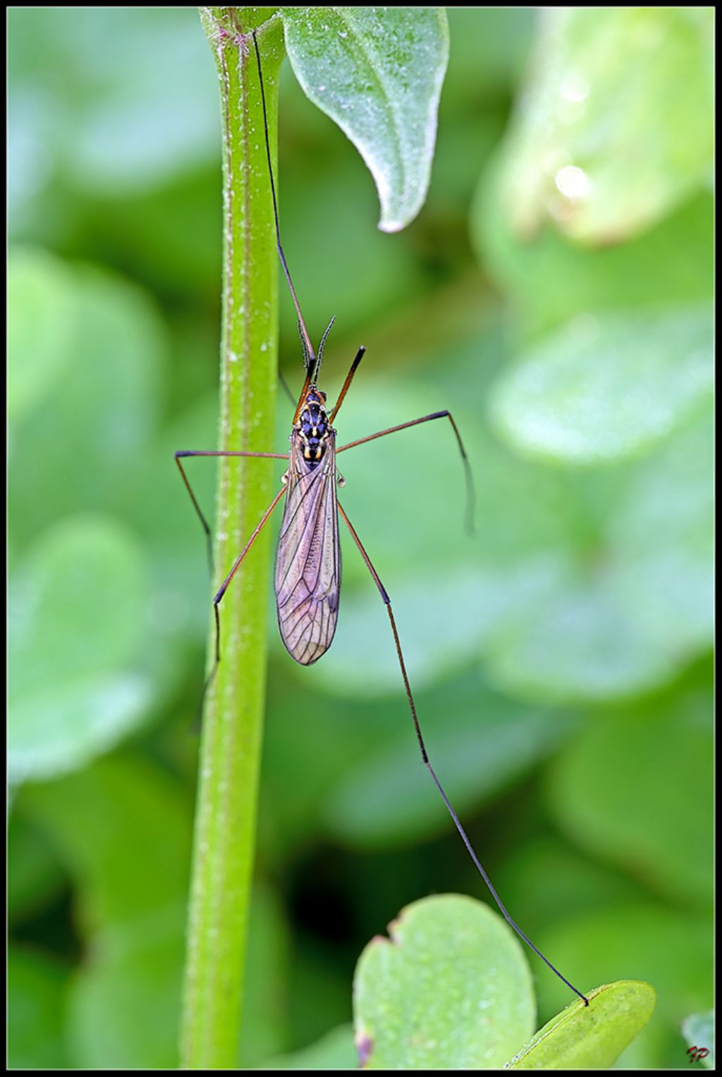 Nephrotoma sp. (Tipulidae)