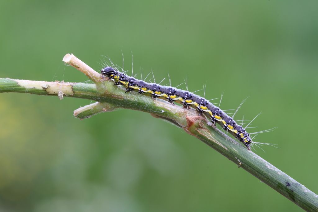 Identificazione - Uresiphita gilvata