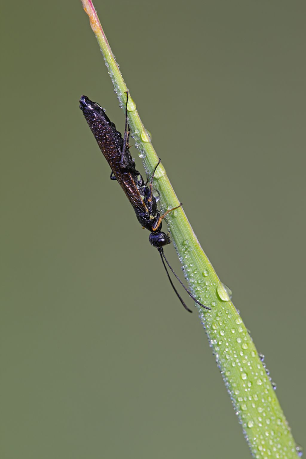 ID imenottero: famiglia Cephidae