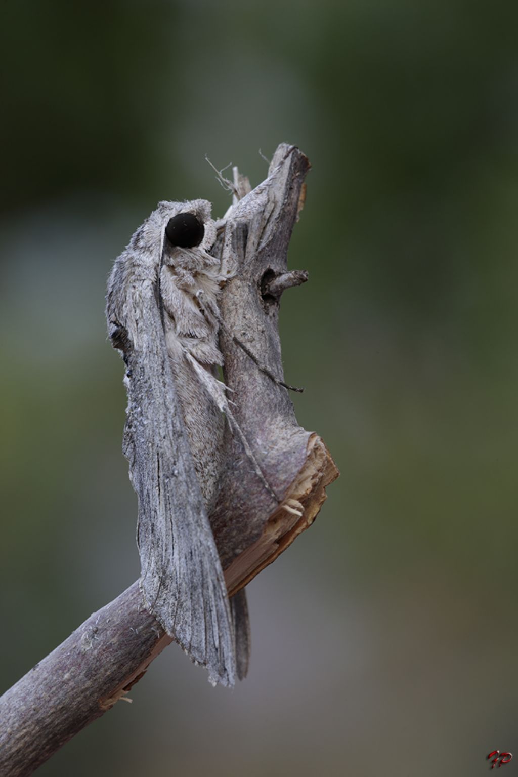 Identificazione - Agrius convolvuli