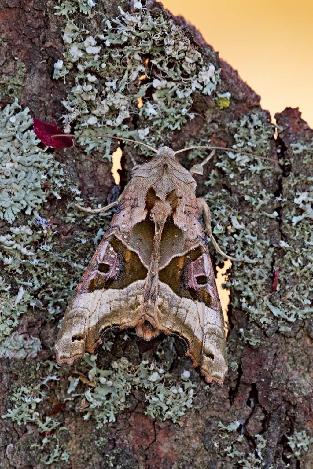 Identificazione Falena - Phlogophora meticulosa, Noctuidae