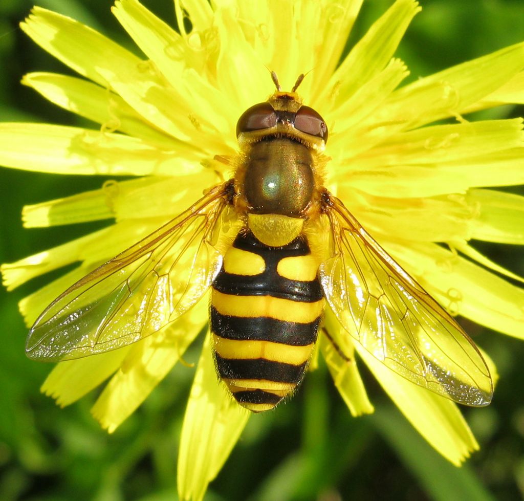 Syrphus