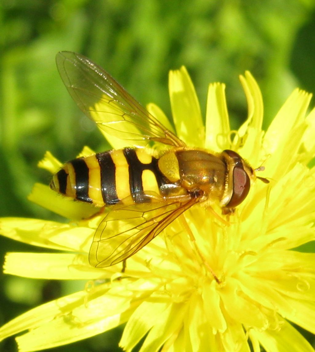 Syrphus