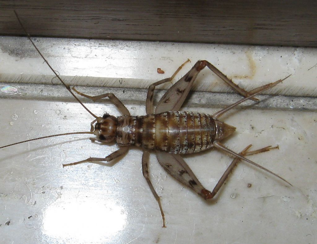 Gryllomorpha dalmatina?