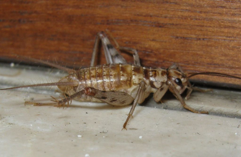 Gryllomorpha dalmatina?