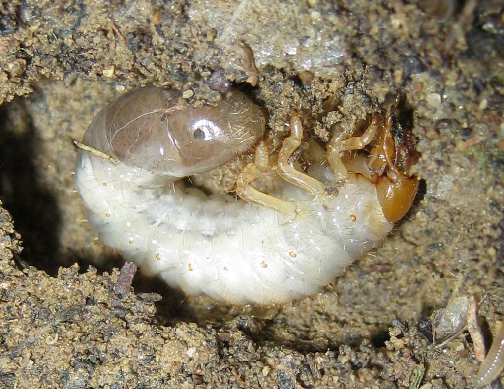 Larva di Scabeoidaea; forse Melolonthidae
