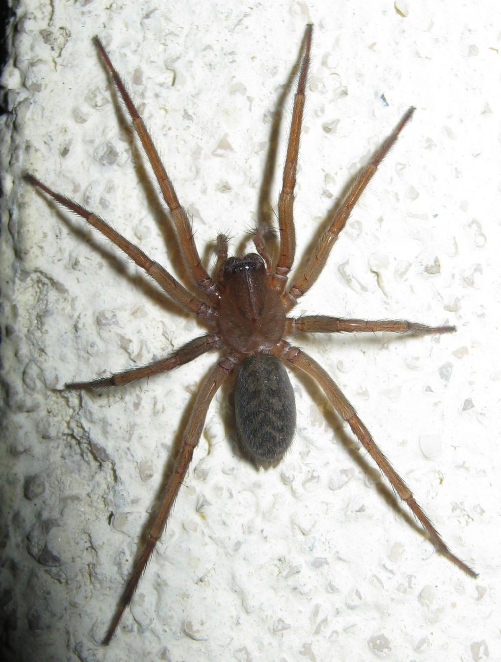 Agelenidae cf. Eratigena sp. - Treviso (TV)