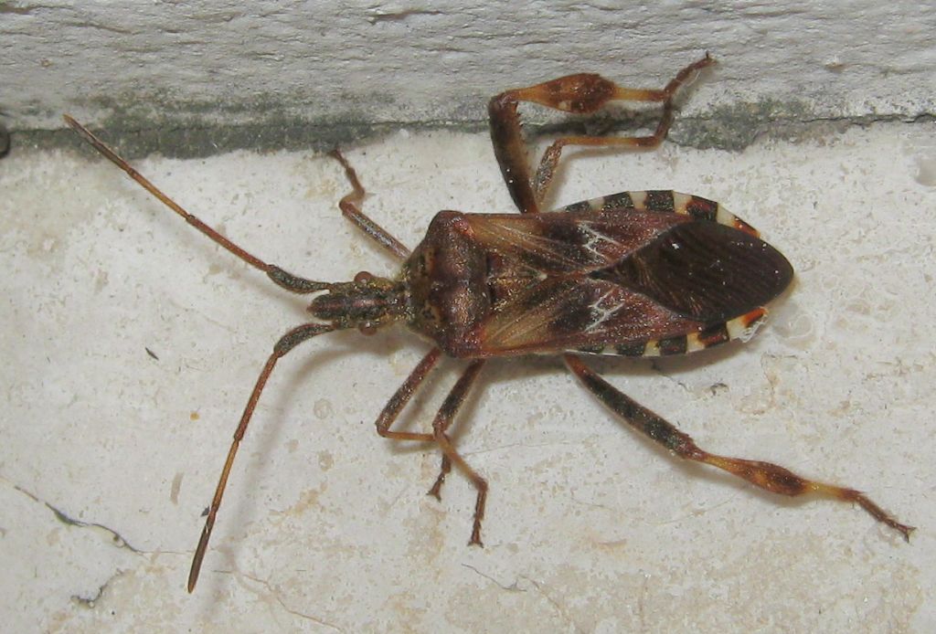 Coreidae: Leptoglossus occidentalis del Veneto (TV)