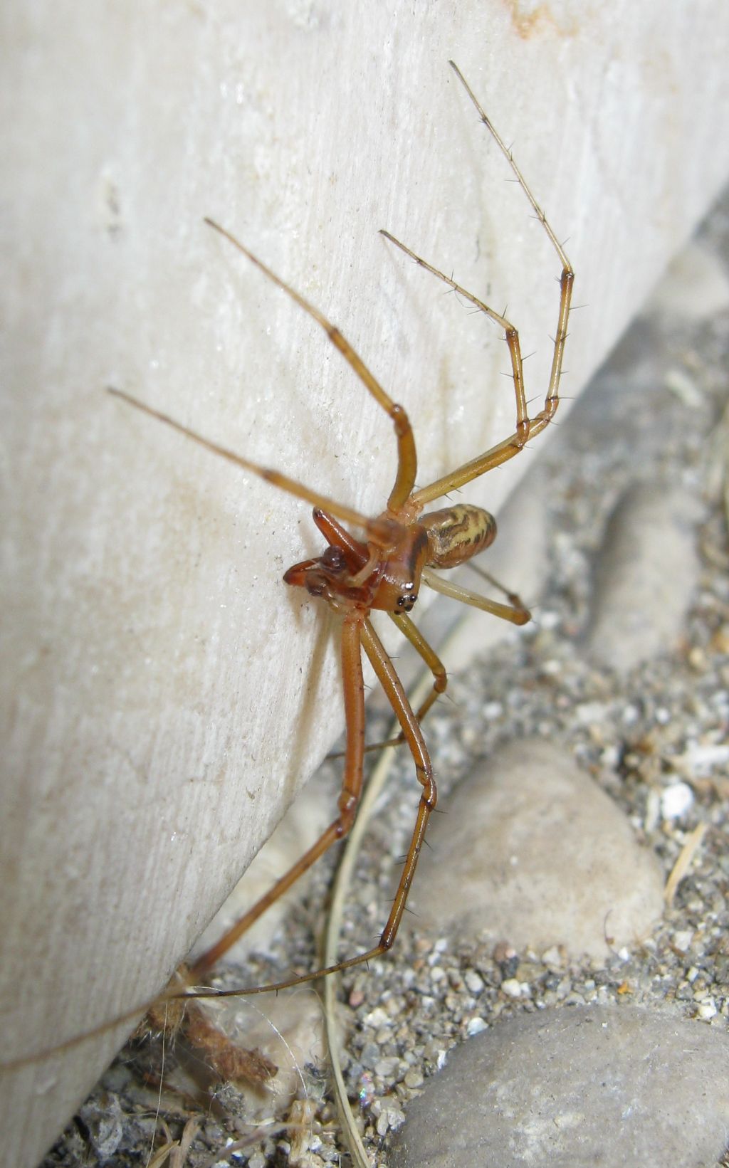 Maschio di Linyphia cf. triangularis