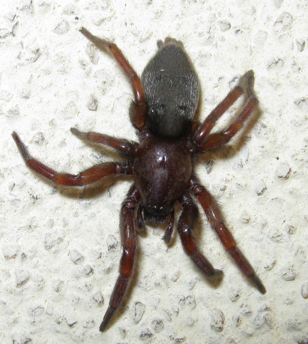 Gnaphosa sp.? No. Scotophaeus blackwalli