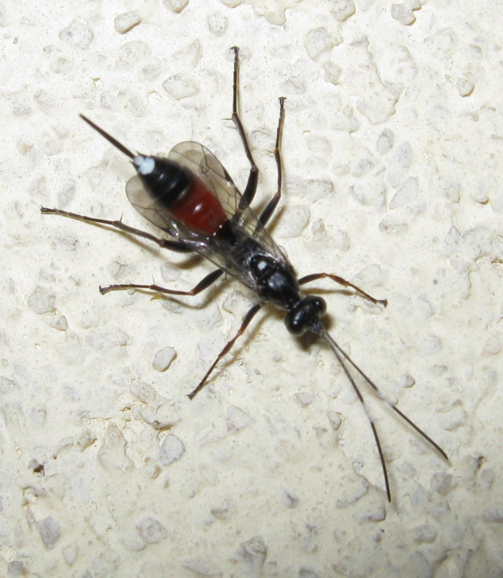 Ichneumonidae Cryptinae