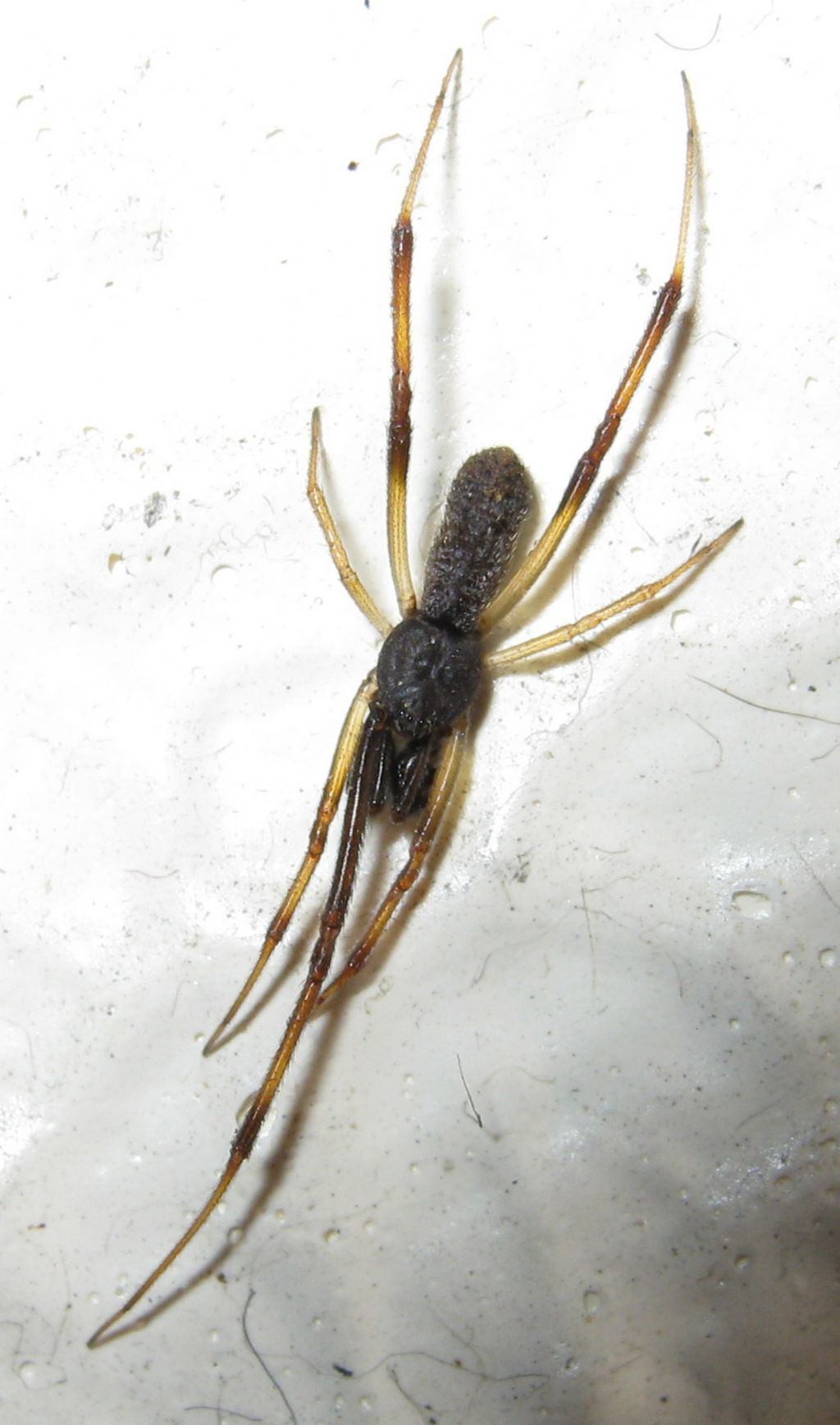 Episinus truncatus - Treviso (TV)