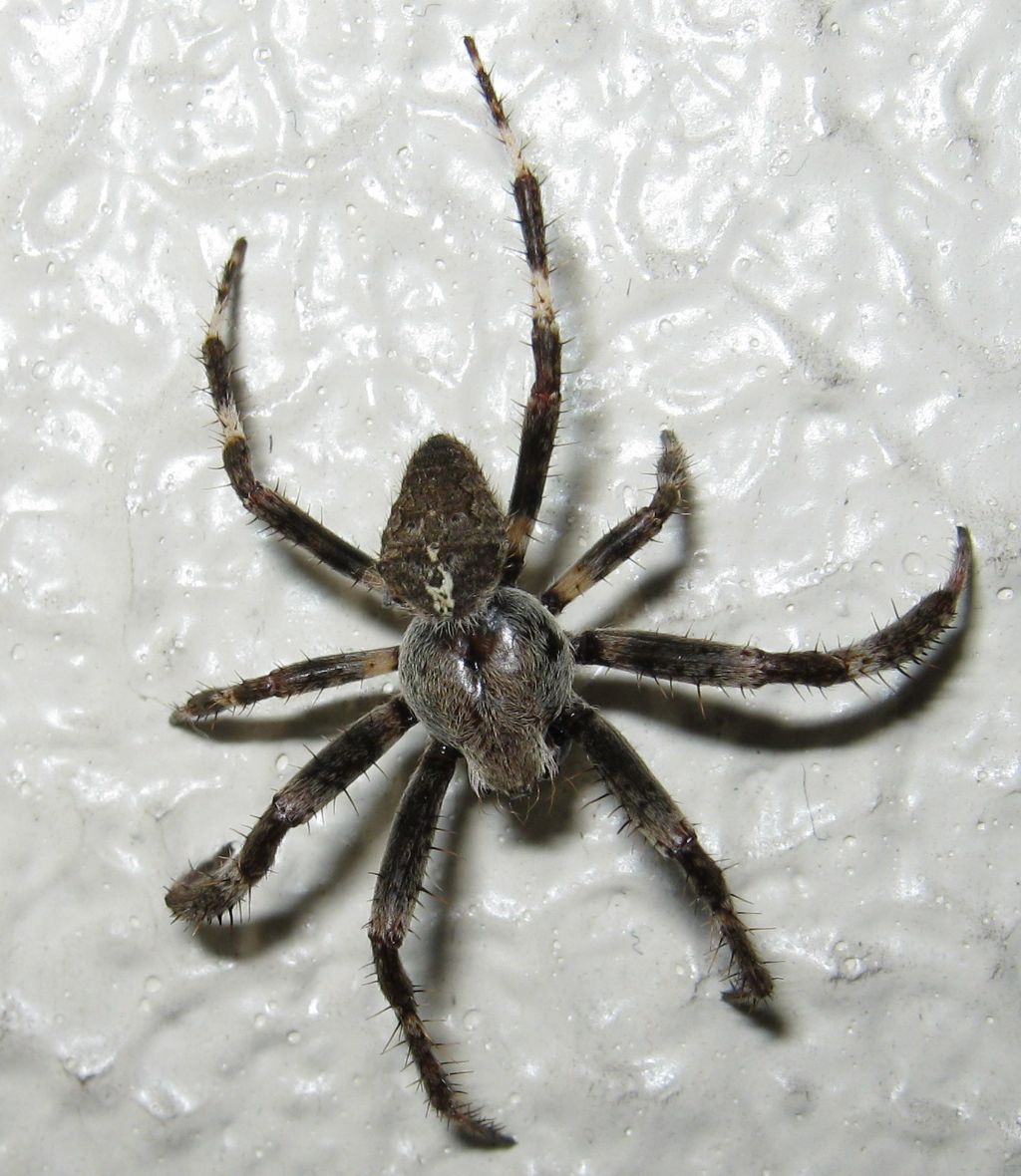 Ragno che fa yoga: Araneus sp. - Treviso (TV)