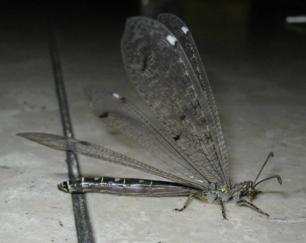 Distoleon tetragrammicus? - S