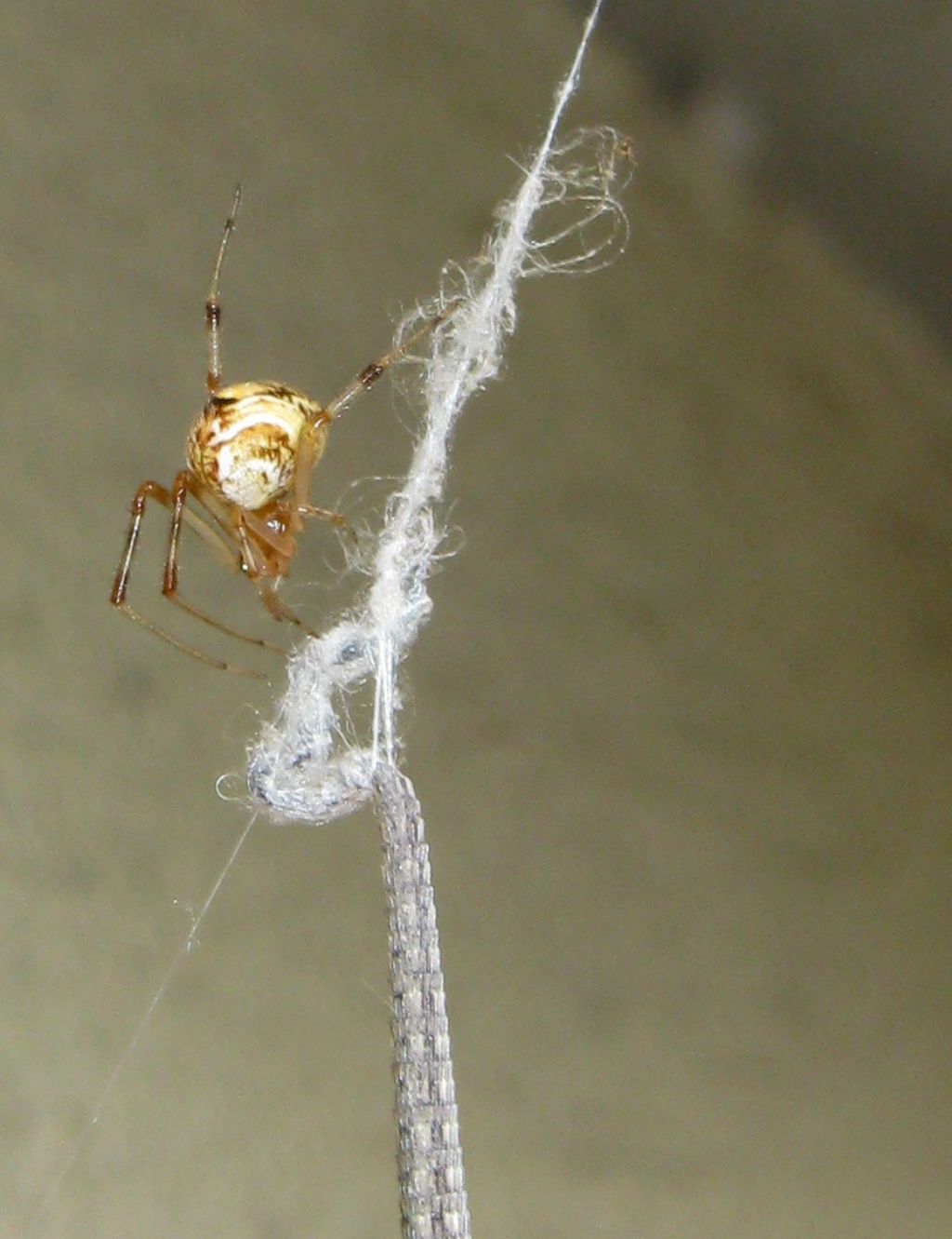 Parasteatoda tepidariorum con preda insolita - Treviso (TV)