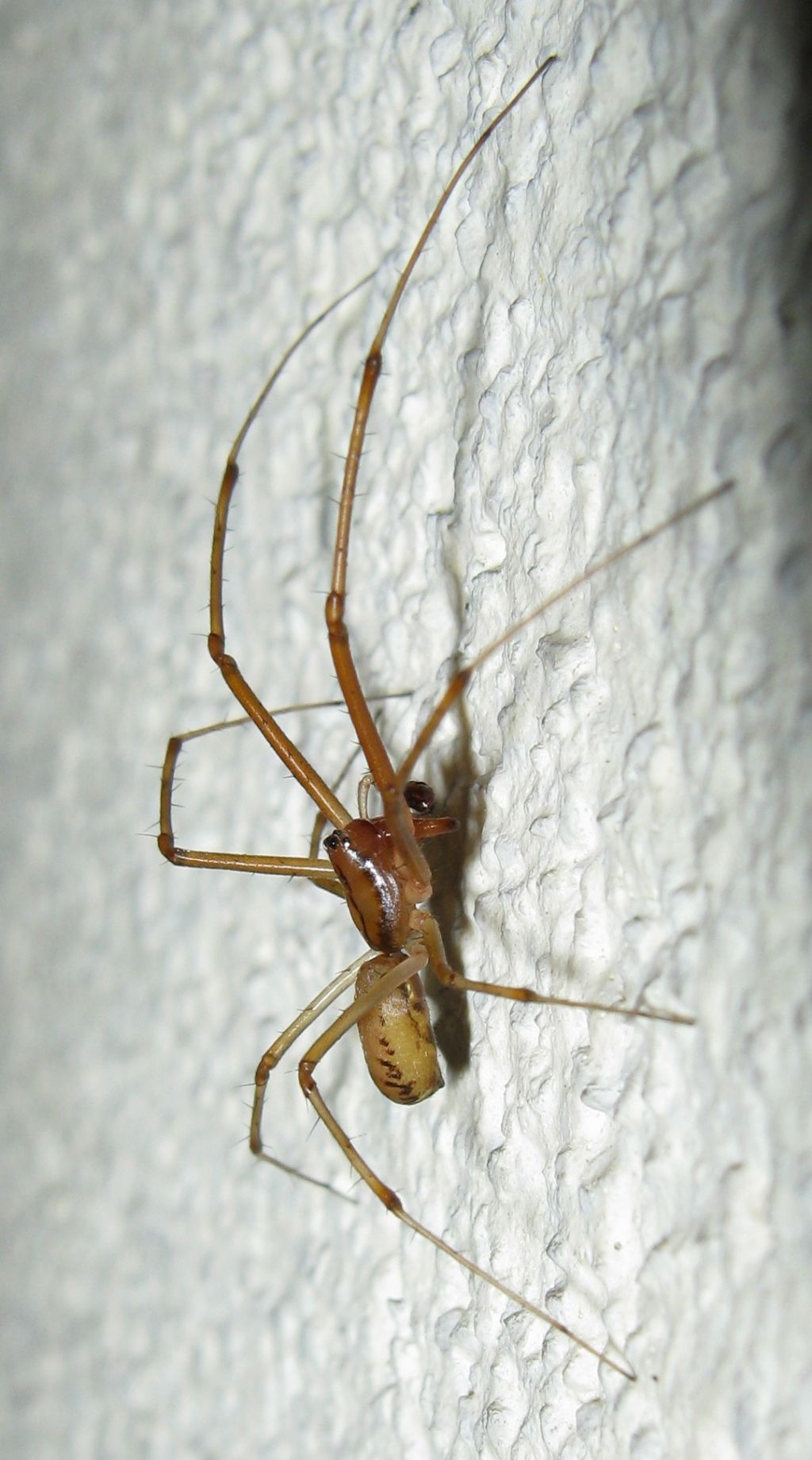 Maschio di Linyphia triangularis - Treviso (TV)