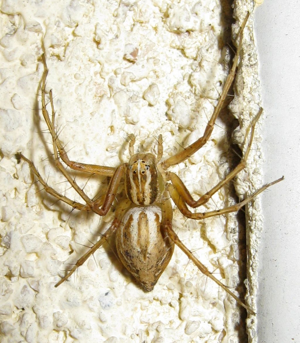 Oxyopes lineatus - Treviso (TV)