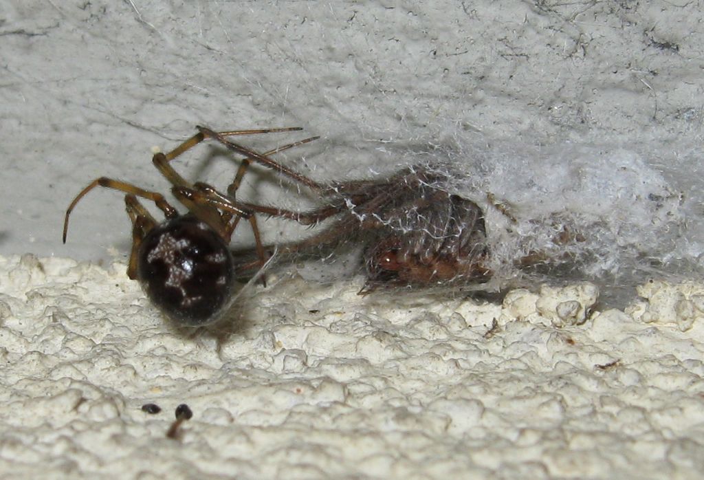 Segestria bavarica & Steatoda triangulosa - Trieste (TS)