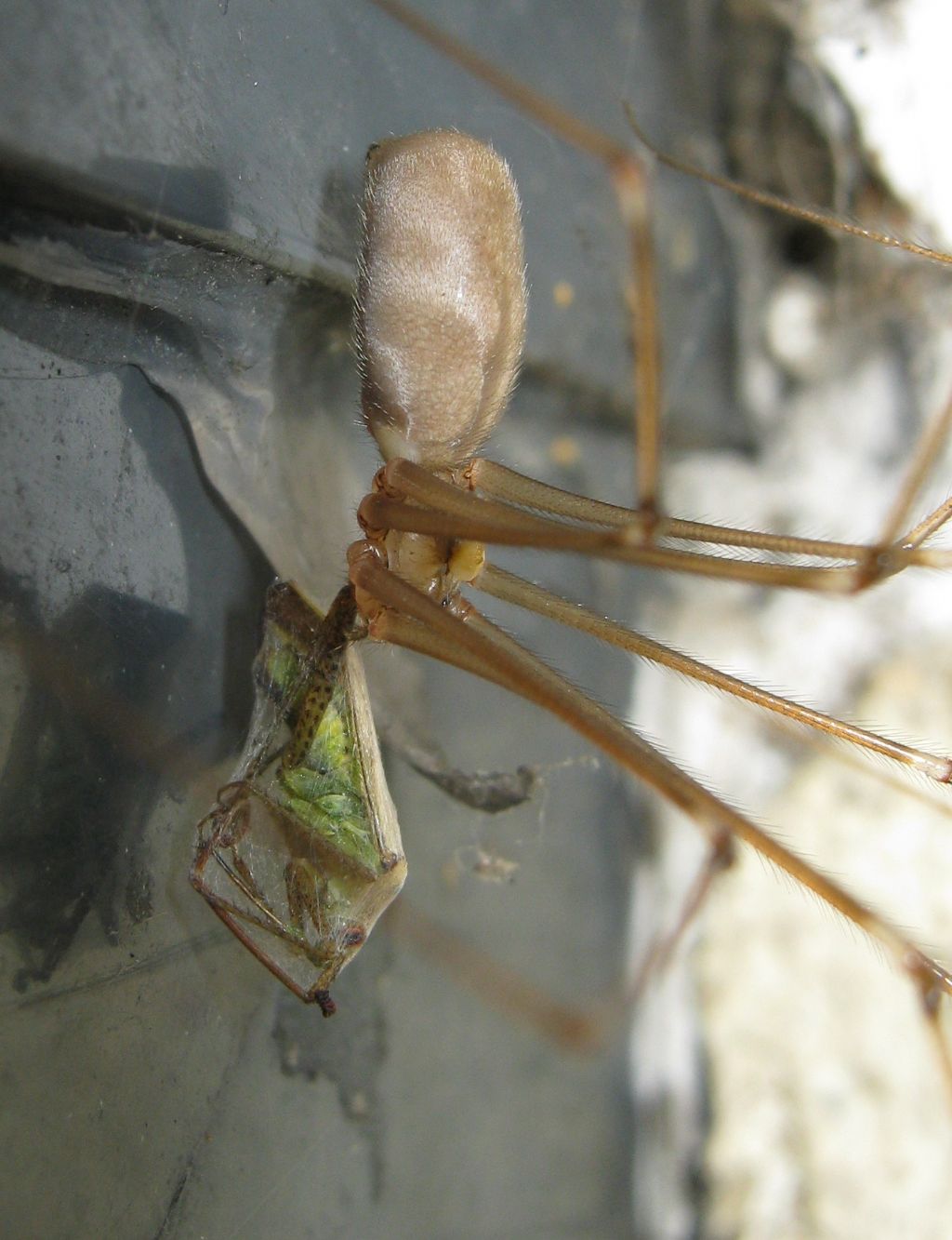 Pholcus phalangioides con larva? - Treviso (TV)