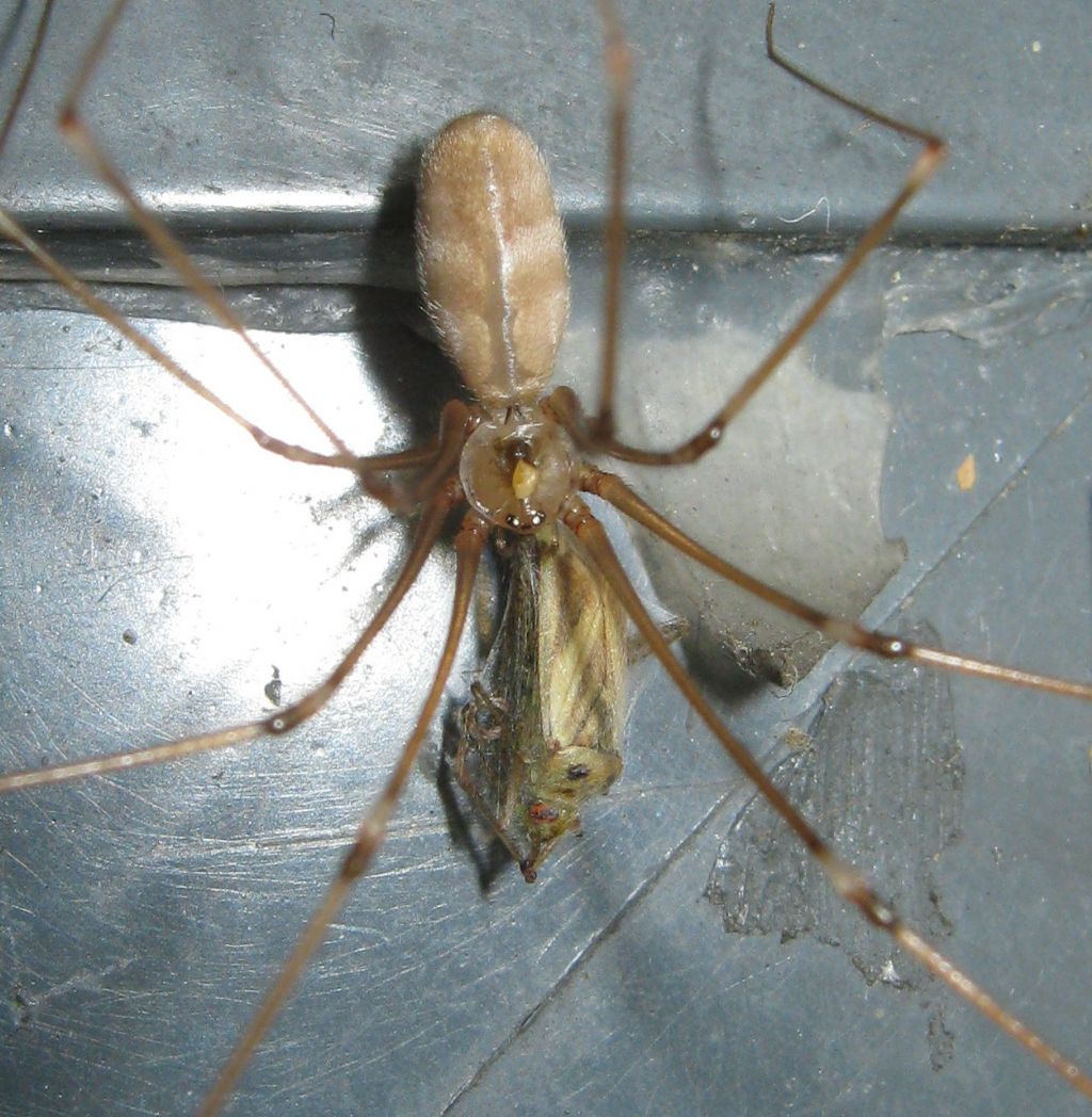 Pholcus phalangioides con larva? - Treviso (TV)