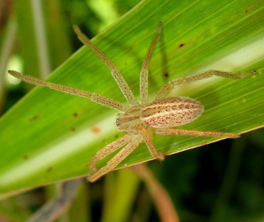 Giovani di Micrommata virescens - Lughignano (TV)