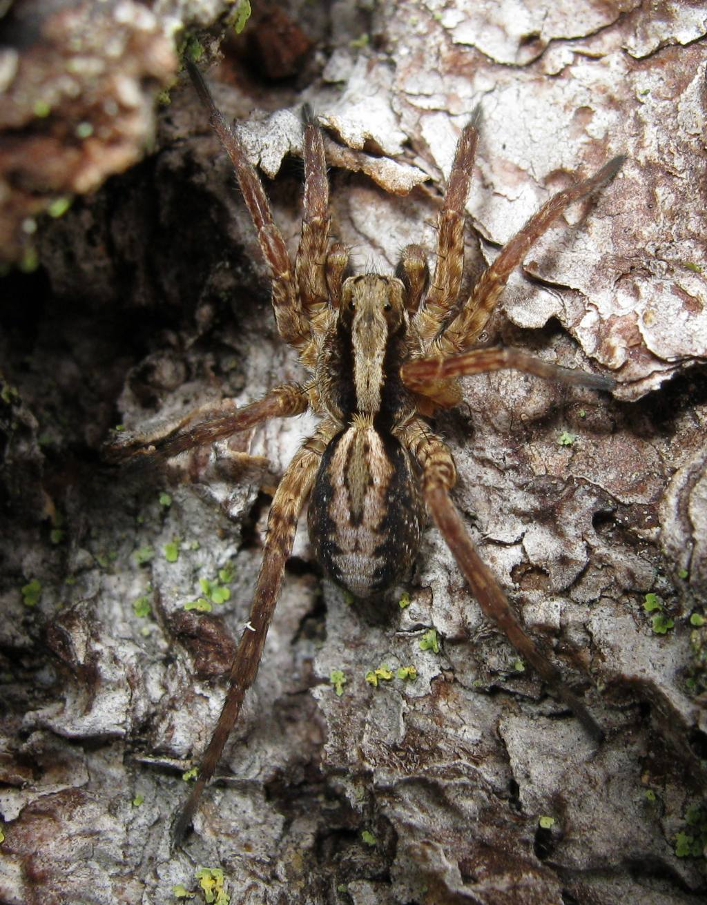 Alopecosa sp - Primiero (TN)