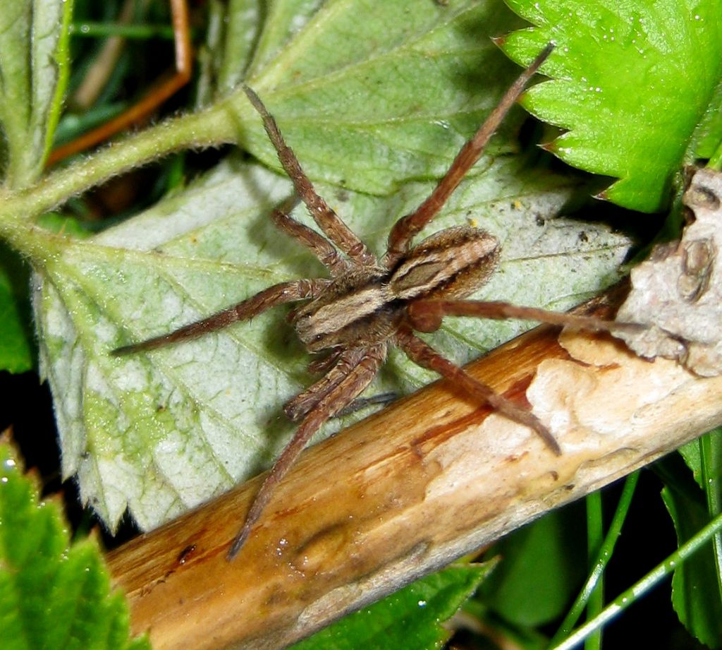 Alopecosa sp - Primiero (TN)