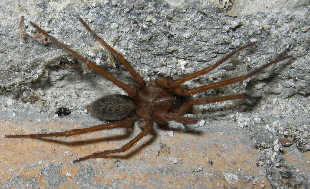 Agelenidae cf. Eratigena - Treviso (TV)