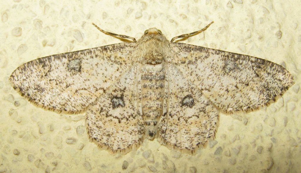 ID - Ascotis selenaria, Geometridae