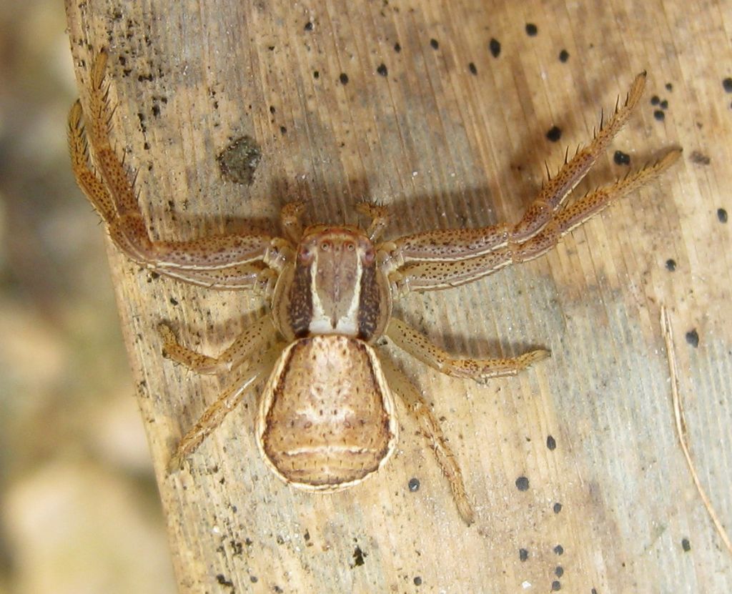 Xysticus sp.