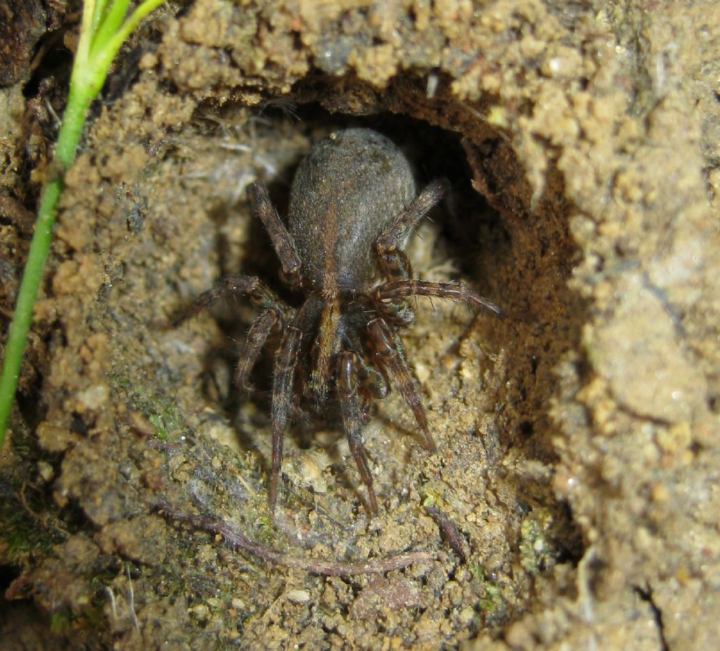 Trochosa sp.nido e ovisacco - Treviso (TV)