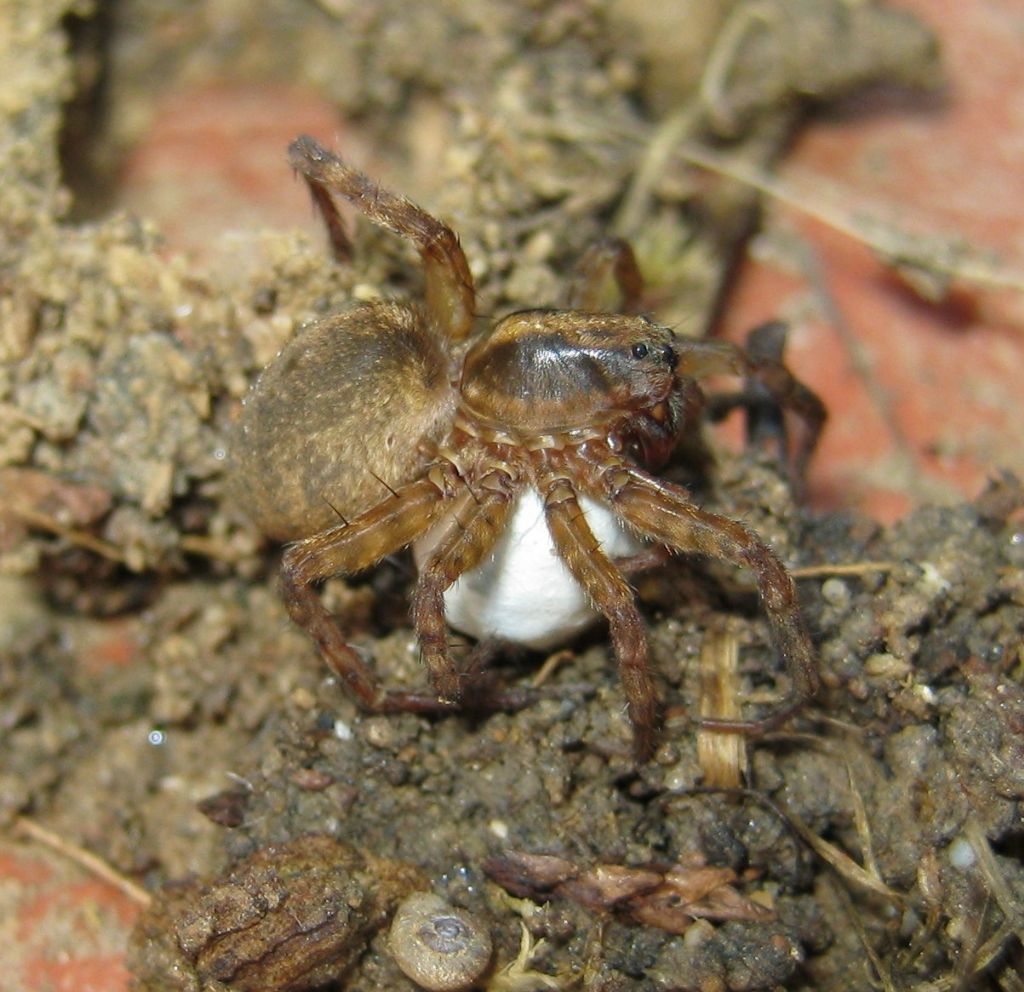 Trochosa sp.nido e ovisacco - Treviso (TV)