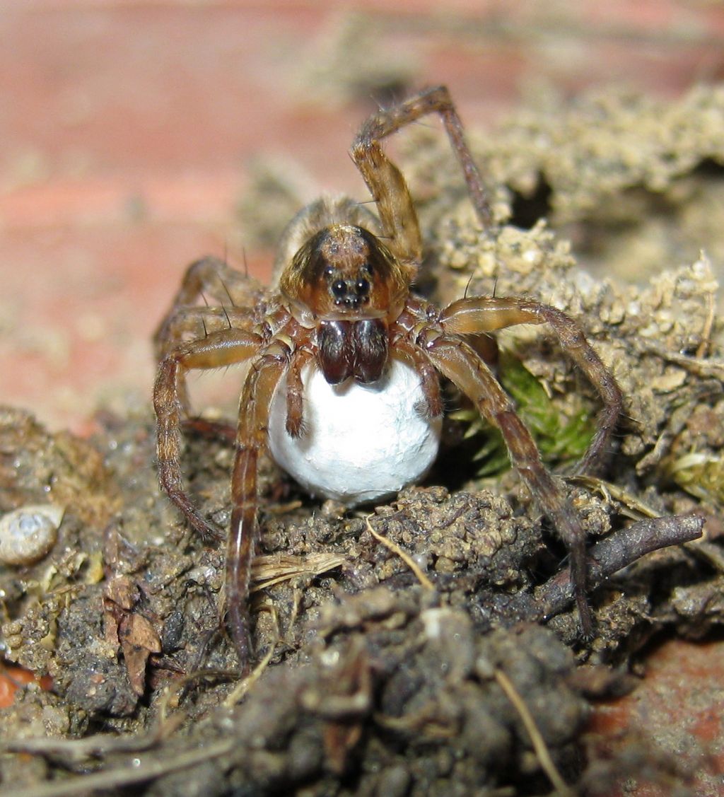 Trochosa sp.nido e ovisacco - Treviso (TV)