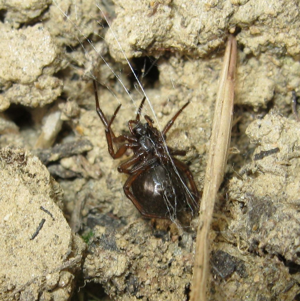 Enoplognatha throacica - Treviso (TV)