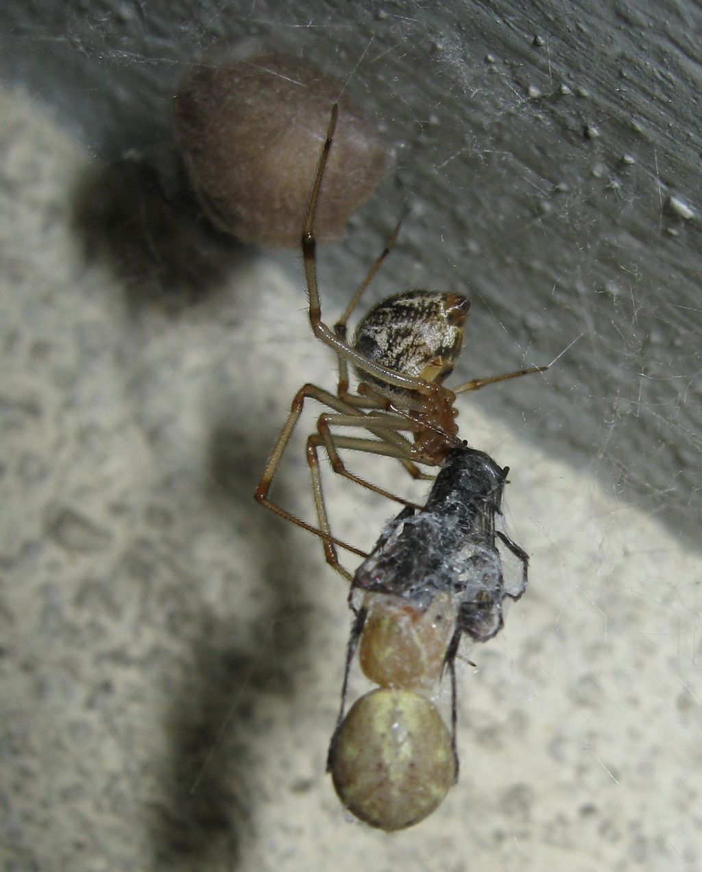 La vendetta di Parasteatoda su Pompilide - Treviso