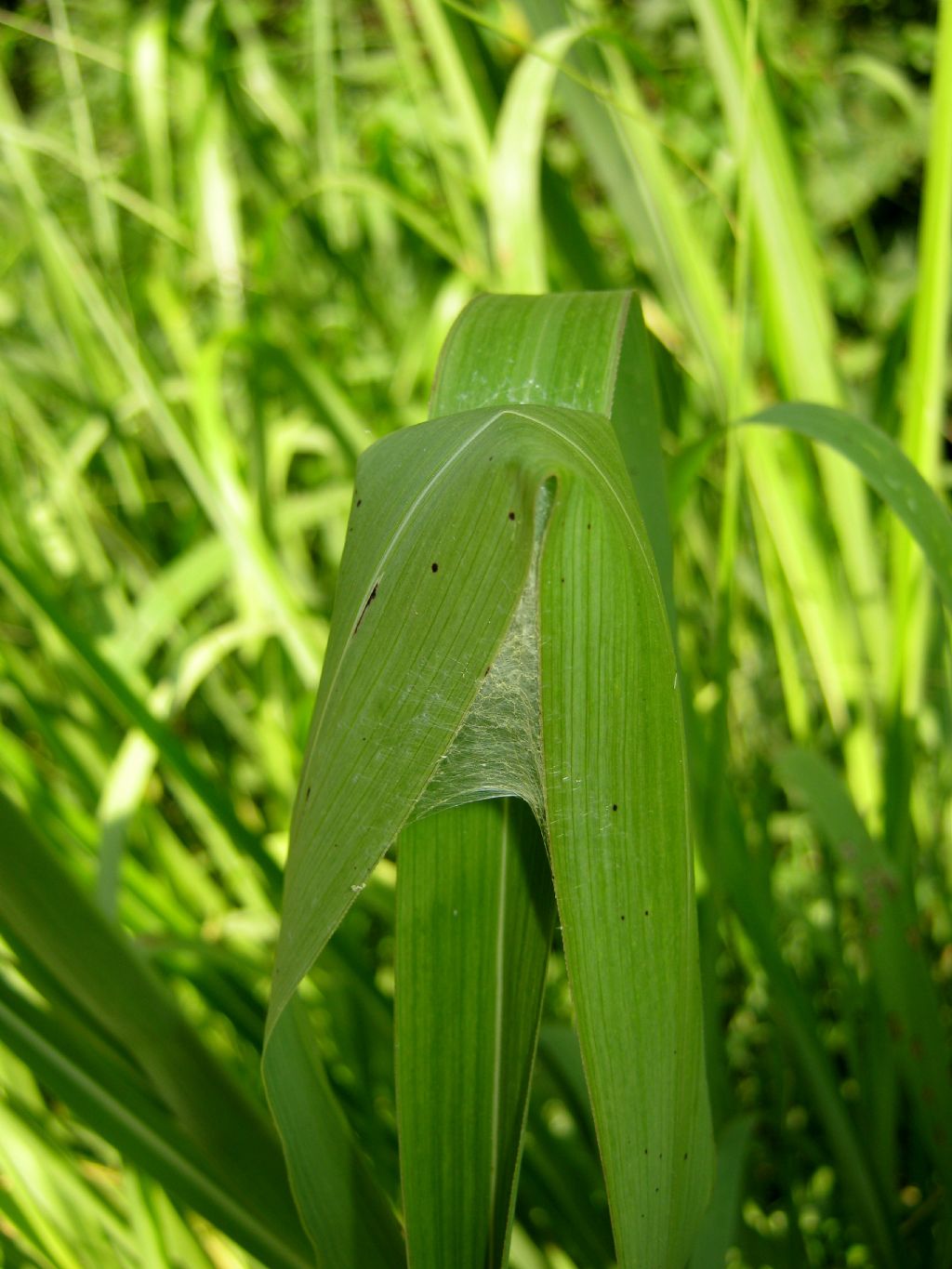 Micrommata virescens: nido con ovisacco - Lughignano (TV)