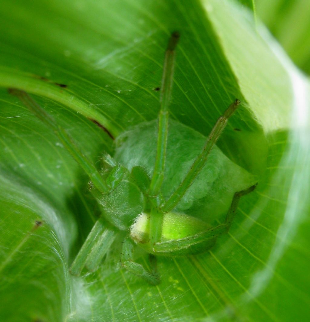 Micrommata virescens: nido con ovisacco - Lughignano (TV)