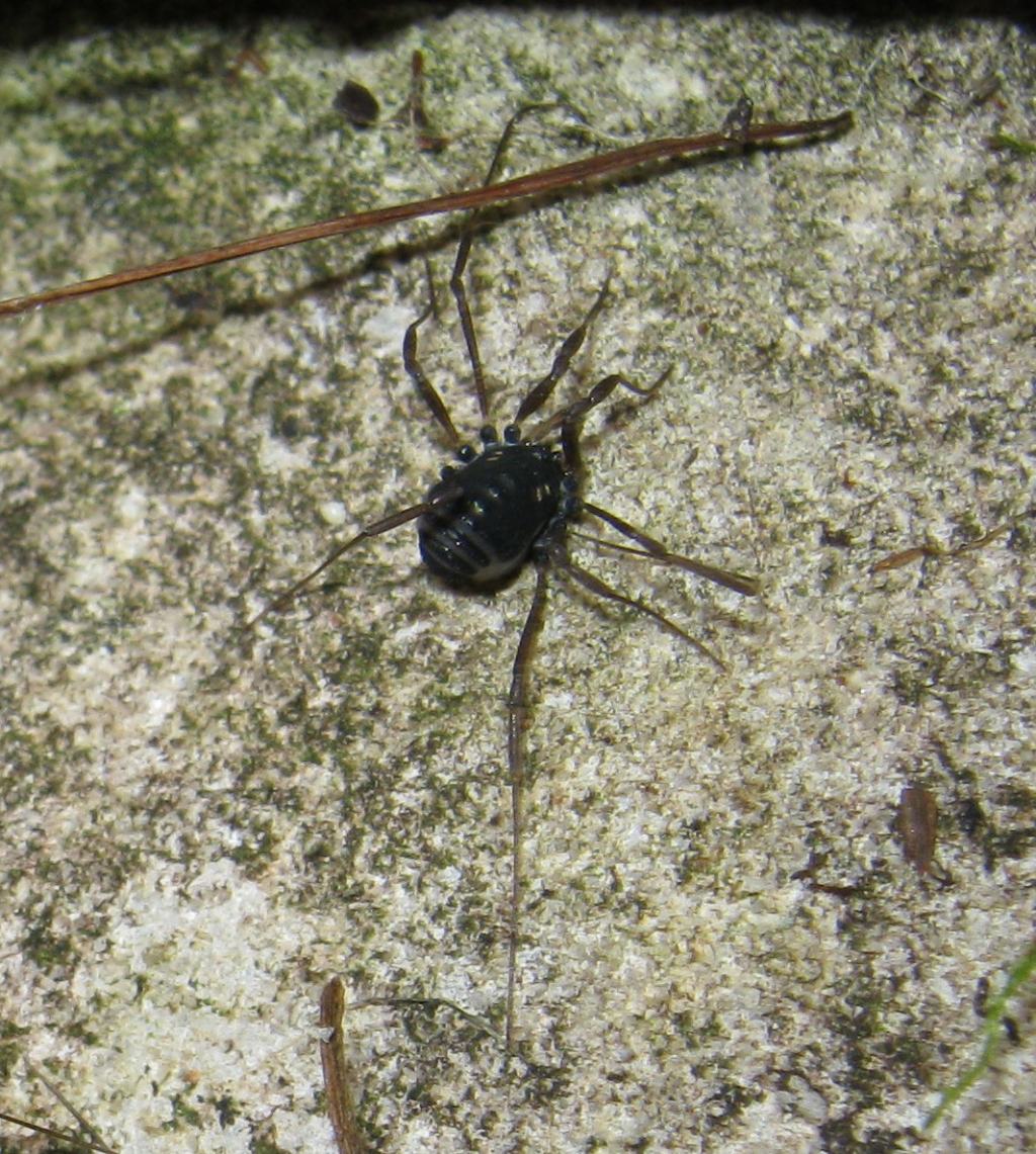 Histricostoma argenteolunulatum (Nemastomatidae)