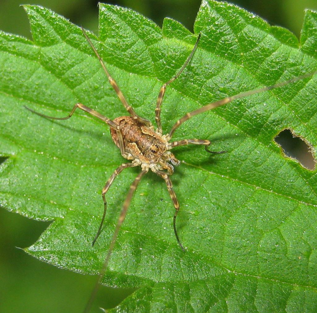 Oligolophus cfr. tridens (Phalangiidae)