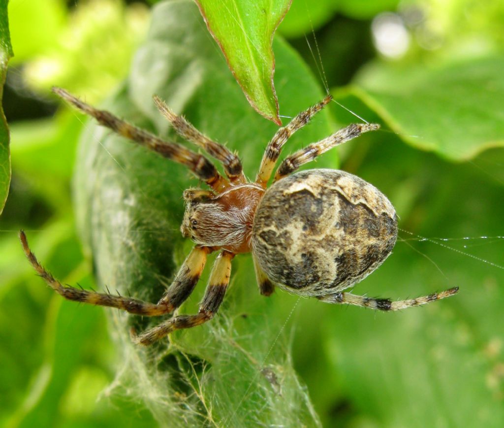 Larinioides cf. cornutus - Lughignano (TV)