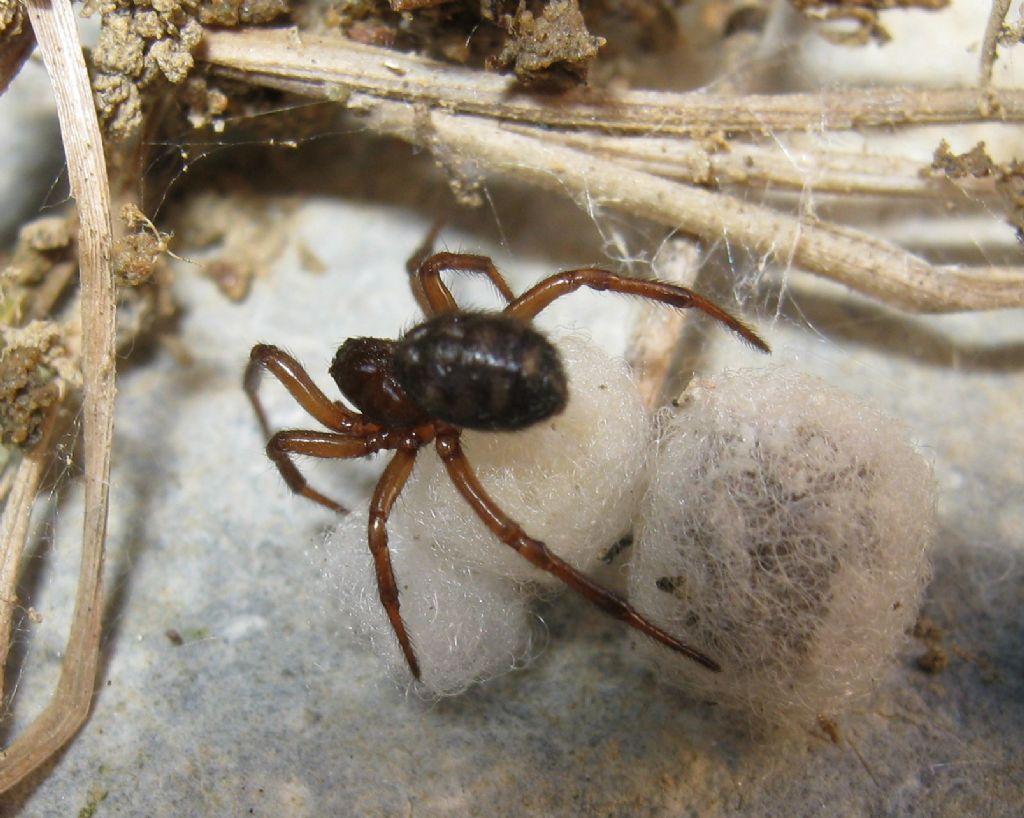 Enoplognatha throacica - Treviso (TV)