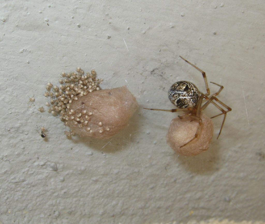 La vendetta di Parasteatoda su Pompilide - Treviso