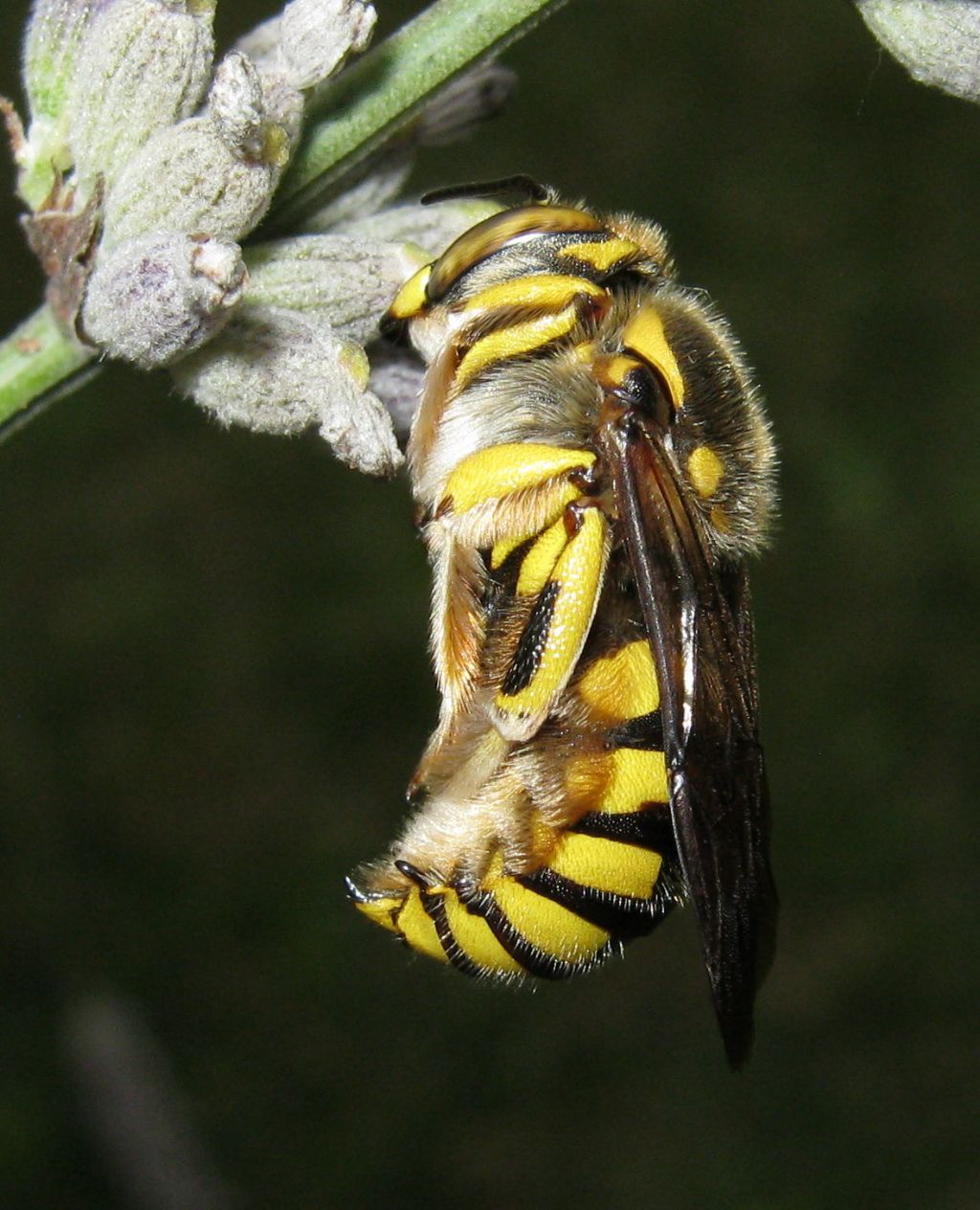 Anthidium sp.?